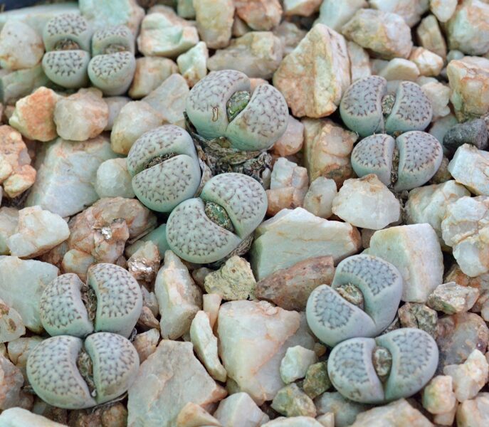 LITHOPS Amicorum 100 sēklas (seeds)