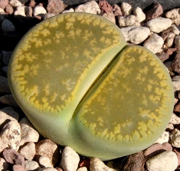 LITHOPS Aucampiae v. Jackson s Jade 100 sēklas (seeds)