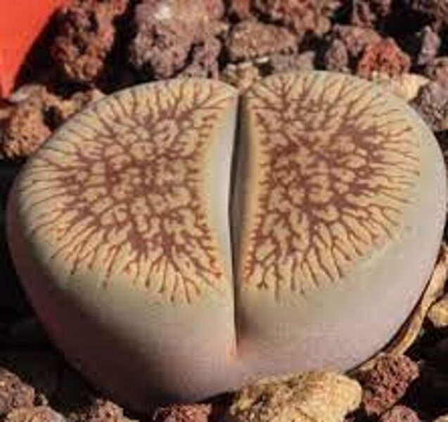 LITHOPS Aucampiae  v. Euniceae 100 sēklas (seeds)