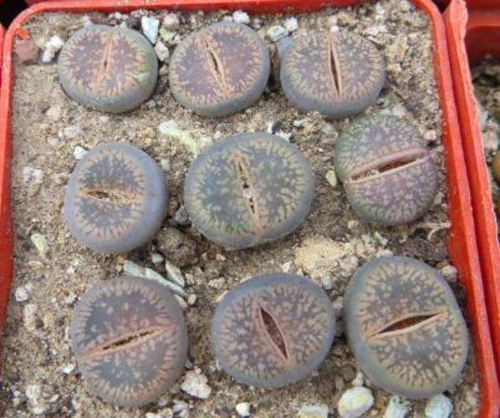 LITHOPS Aucampiae v. Fluminalis 100 sēklas (seeds)