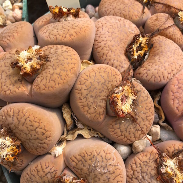 LITHOPS Aucampiae v. Koelemannii 100 sēklas (seeds)