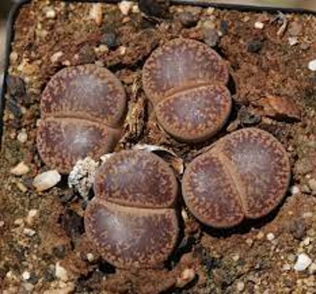 LITHOPS Aucampiae v. Kuruman 100 sēklas (seeds)