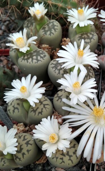 LITHOPS Bella 100 sēklas (seeds)