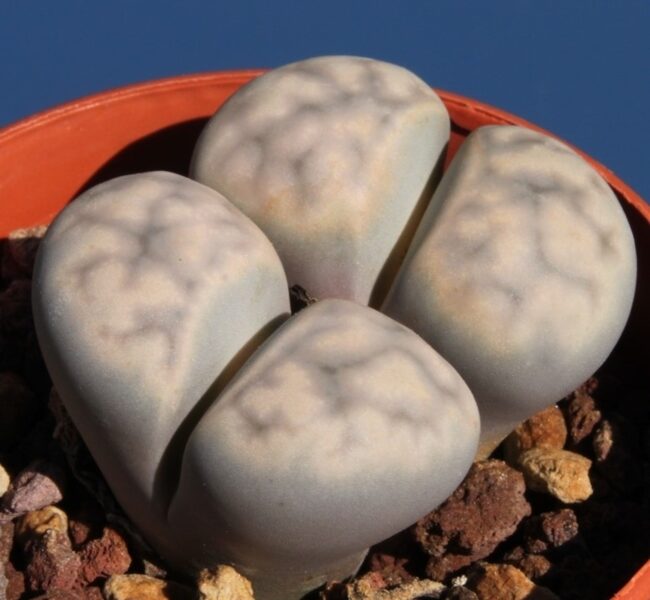 LITHOPS Bella v. Eberlanzii 100 sēklas (seeds)