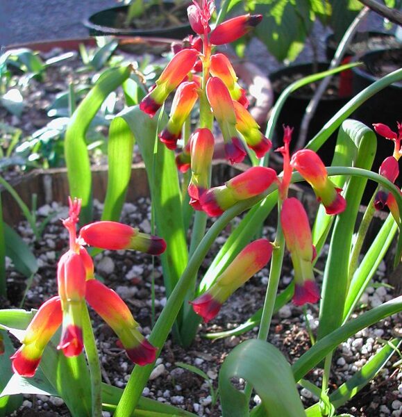 LACHENALIA Alooides v Quadricolor 10 sēklas (seeds)