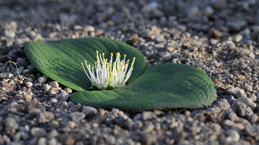 MASSONIA LONGIPES INFANTA 5 SĒKLAS/SEEDS