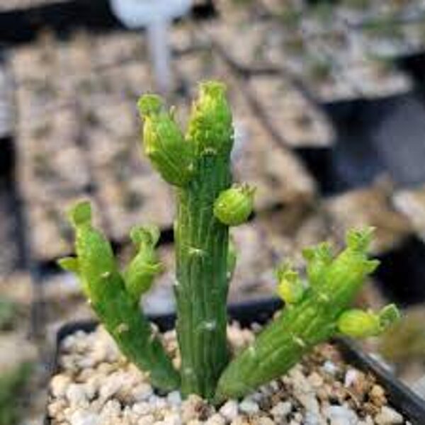 Monadenium Ellenbeckii augs (plant)