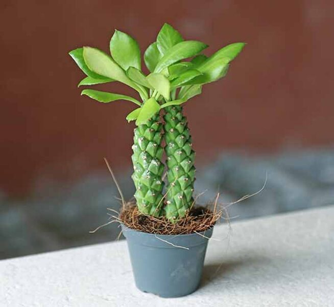 Monadenium Guentheri augs (plant)