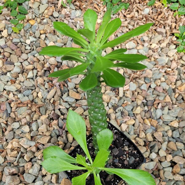 Monadenium Heteropodum augs (plant)