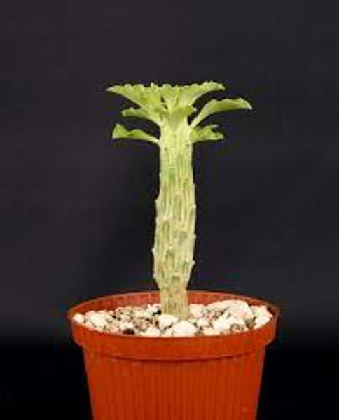 Monadenium Shebeliense augs (plant)