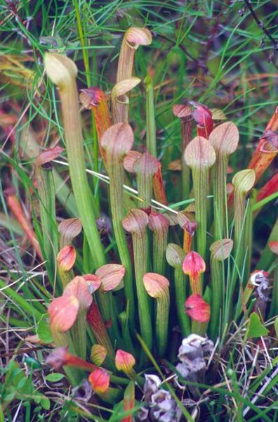 SARRACENIA RUBRA 30 SĒKLAS