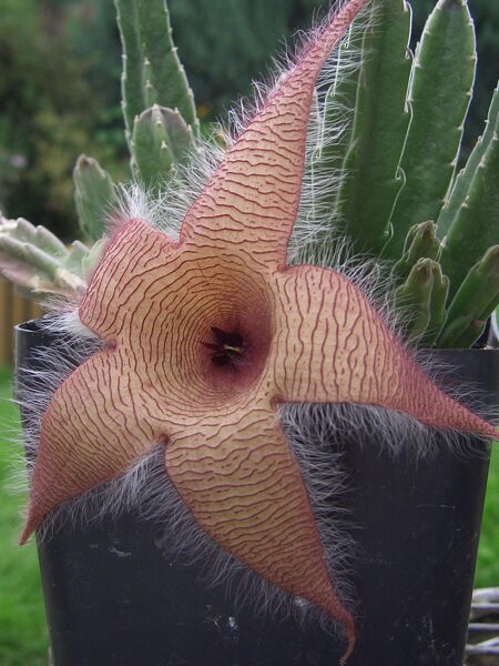 STAPELIA Gigantea 10 sēklas (seeds)