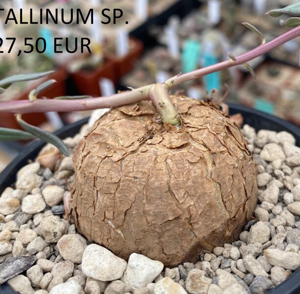 Talinum sp. aff. Caffrum 2,5cm augs (plant)