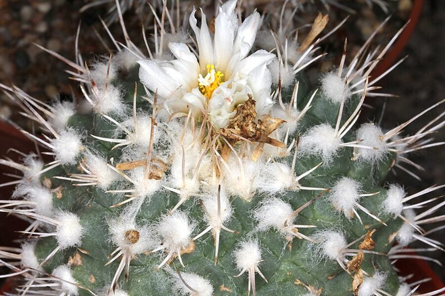 TURBINICARPUS Hoferi sēklas (seeds)