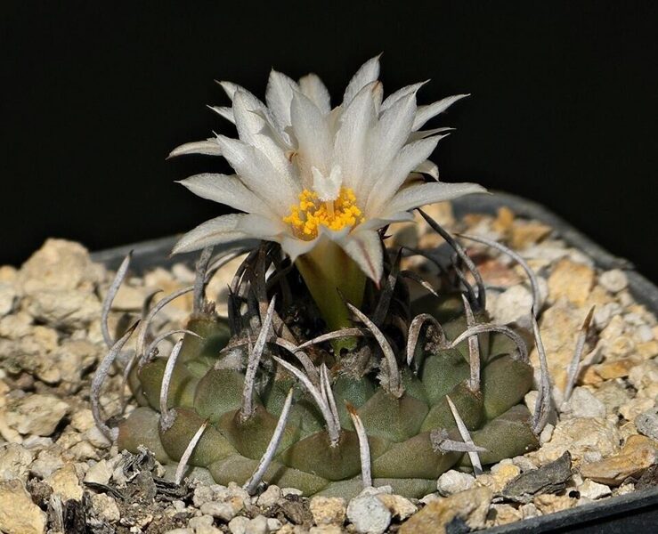 TURBINICARPUS Klinkerianus sēklas (seeds)