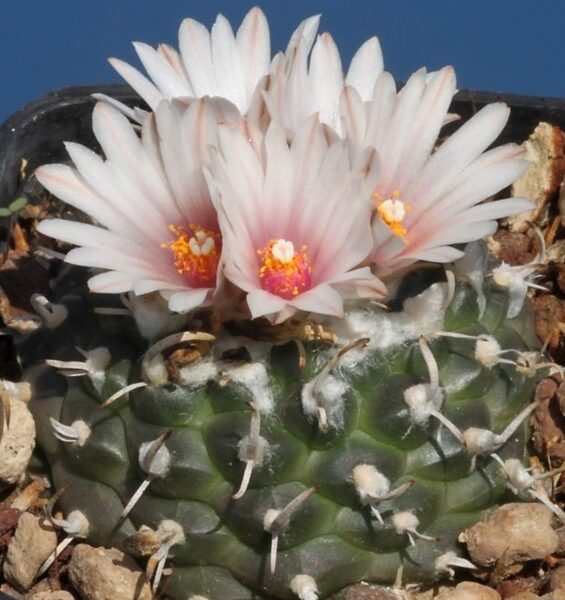 TURBINICARPUS Bonatzii sēklas (seeds)