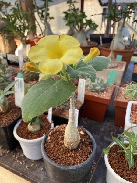 Uncarina Roeoesseliana