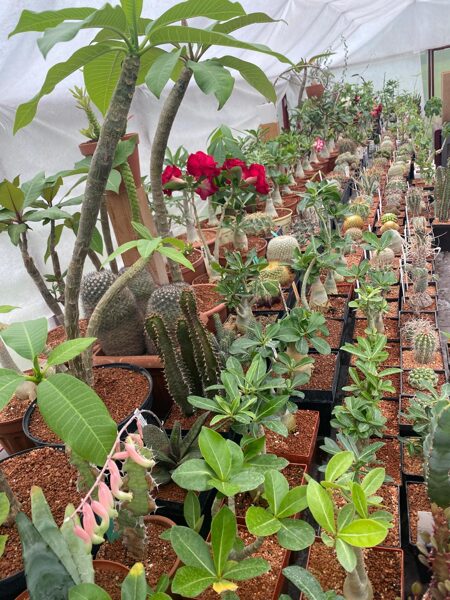 Huernia Kiniensis v. Globosa augs (plant)