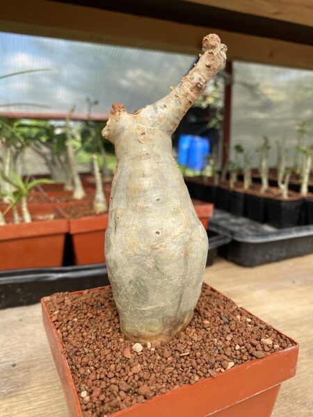 Cyphostemma Betiforme 15cm/5cm (Caudex Succulent)