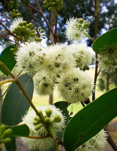 EUCALYPTUS Botryoides Compacta 20, 100 sēklas