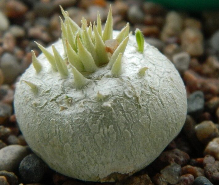 Pachypodium Brevicaule