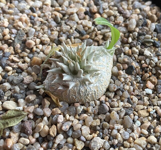 Pachypodium Leucoxanthum augs (plant)