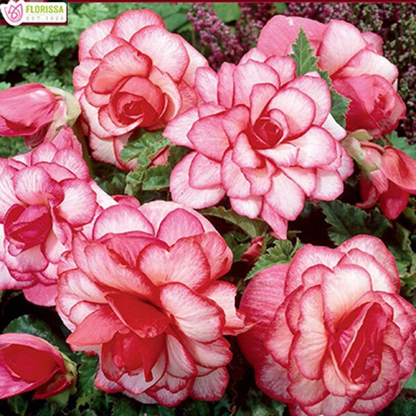 Begonia 'Bouton de Rose' 5 gumi