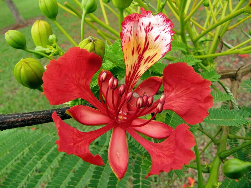 Delonix Regia 10 sēklas