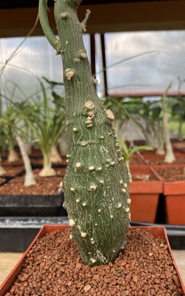 Adenia Globosa 5cm caudex (Caudex Succulent Plant)