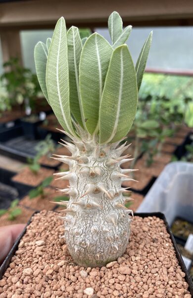 Pachypodium Horombense augs (plant)