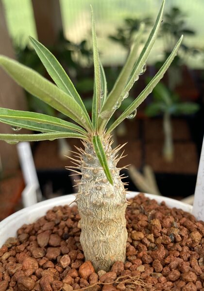 Pachypodium Rosulatum v. Cactipes augs (plant)