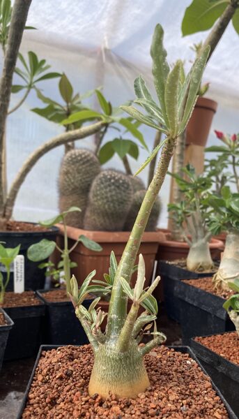 ADENIUM SOMALENSE SP. NOVA TANSANIA, RETS (RARE) 3-4cm kaudeks