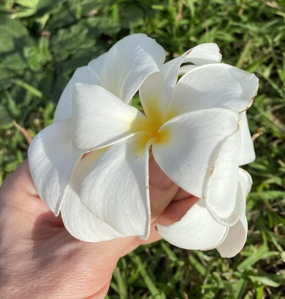 Plumeria (Frangipani) Rubra Balti ziedi