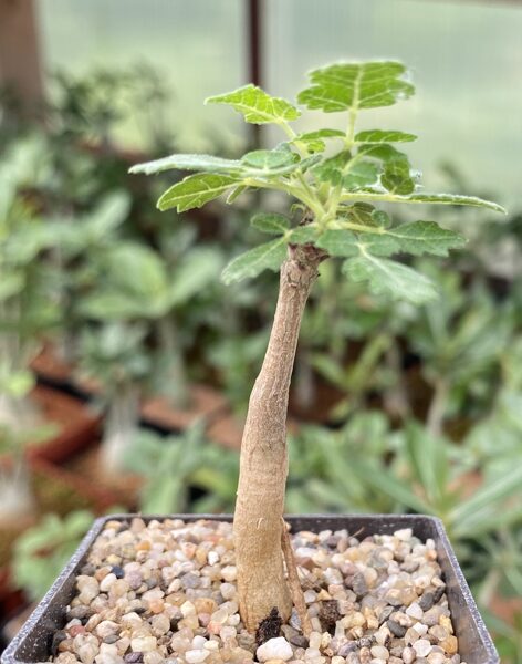 Boswellia Sacra STĀDS (SEEDLING)