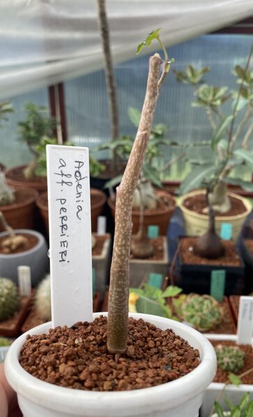 Adenia sp. aff. Perrieri