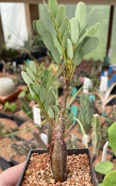 SENNA MERIDIONALIS STĀDS (SEEDLING)