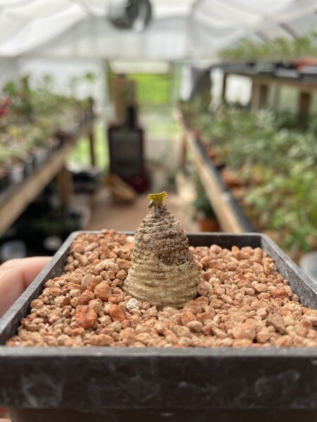 Dorstenia Barnimiana Matanomane (lielas lapas) (Plant, big leaves) 