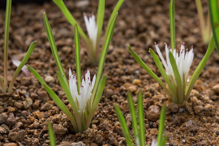 LACHENALIA Barkeriana 10 sēklas (seeds)