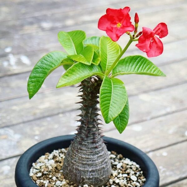 PACHYPODIUM BARONII 5 SĒKLAS/SEEDS