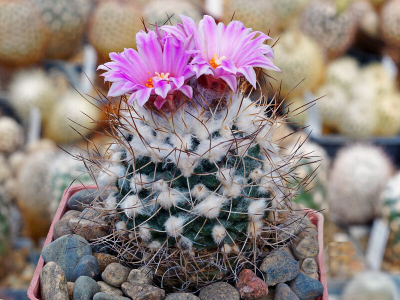 TURBINICARPUS Laui Bustamente sēklas (seeds)