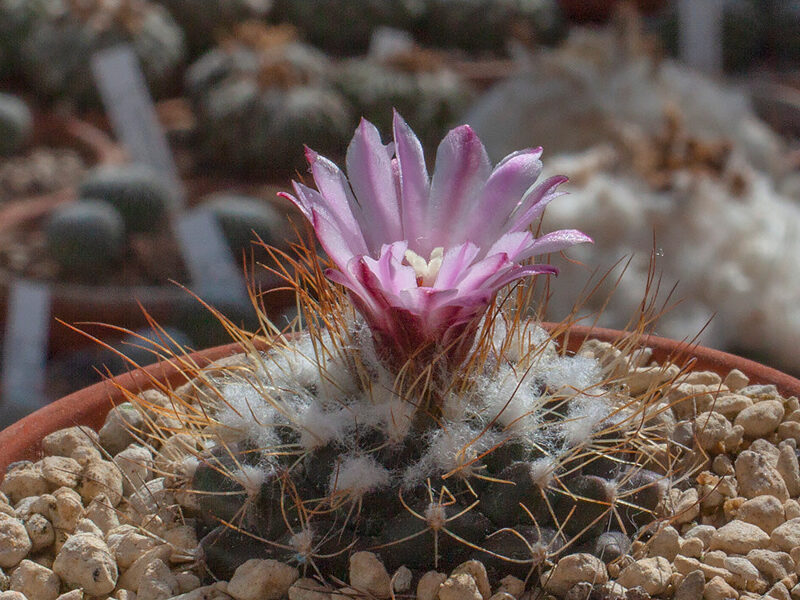 TURBINICARPUS Laui v. Tepozan sēklas (seeds)