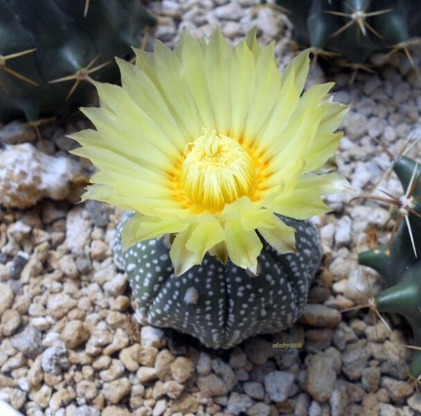 ASTROPHYTUM Asterias v. Gelbe Bluete