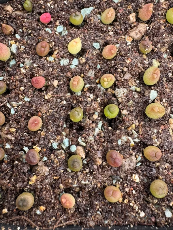 ASTROPHYTUM CULTIVAR
