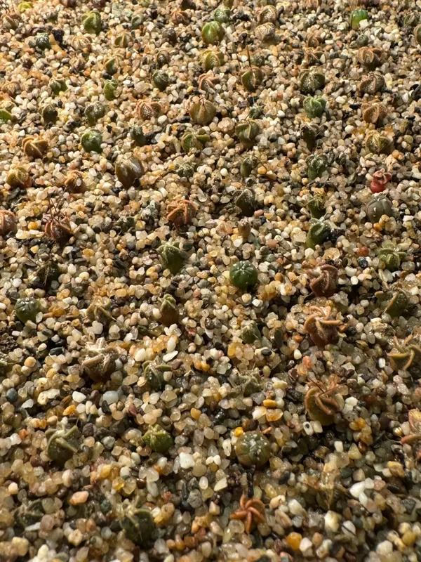 ASTROPHYTUM HIBRĪDI