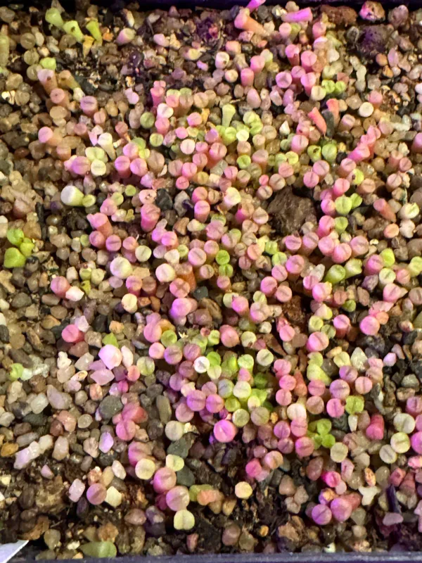 LITHOPS