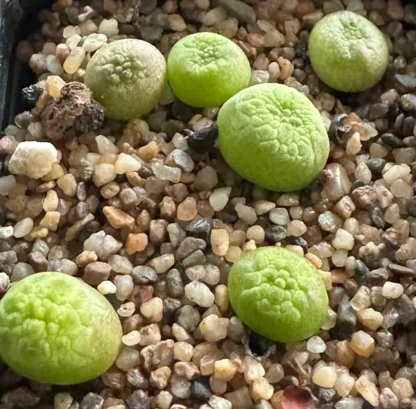 PSEUDOLITHOS
