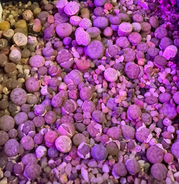 LITHOPS