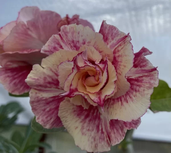 ADENIUM