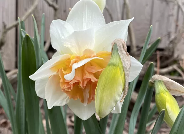 GARDEN FLOWERS